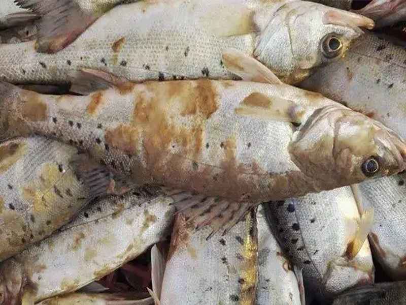 深秋水霉來(lái)襲，避開(kāi)這三顆雷