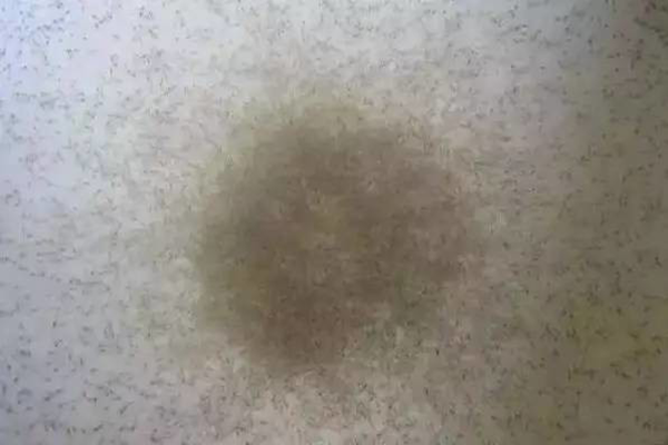 苗不成功、成活率低、長不大的原因很可能是這個