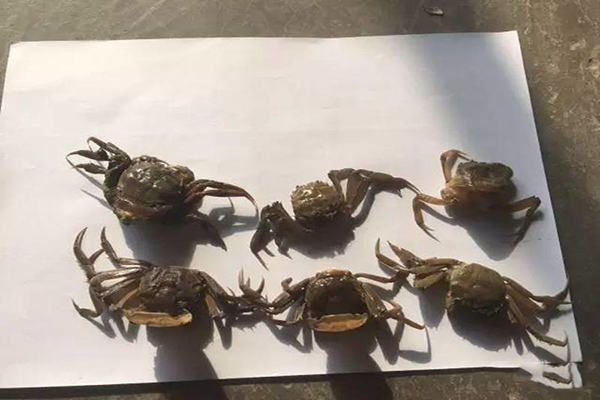 河蟹即將蛻二殼，你需要注意這些問題